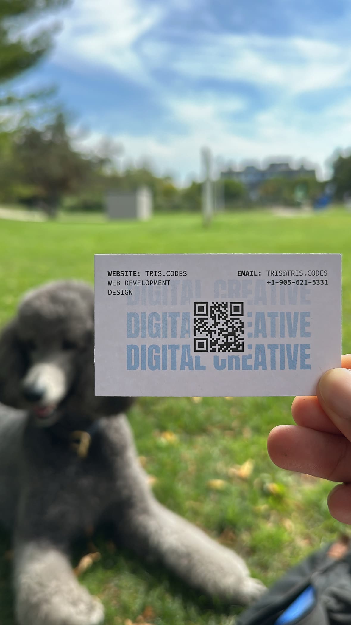 Hand holding a Digital Creative business card with a QR code; text shows Website: tris.codes and Email: trislaw@gmail.com; beside a blurred poodle on grass in a park.